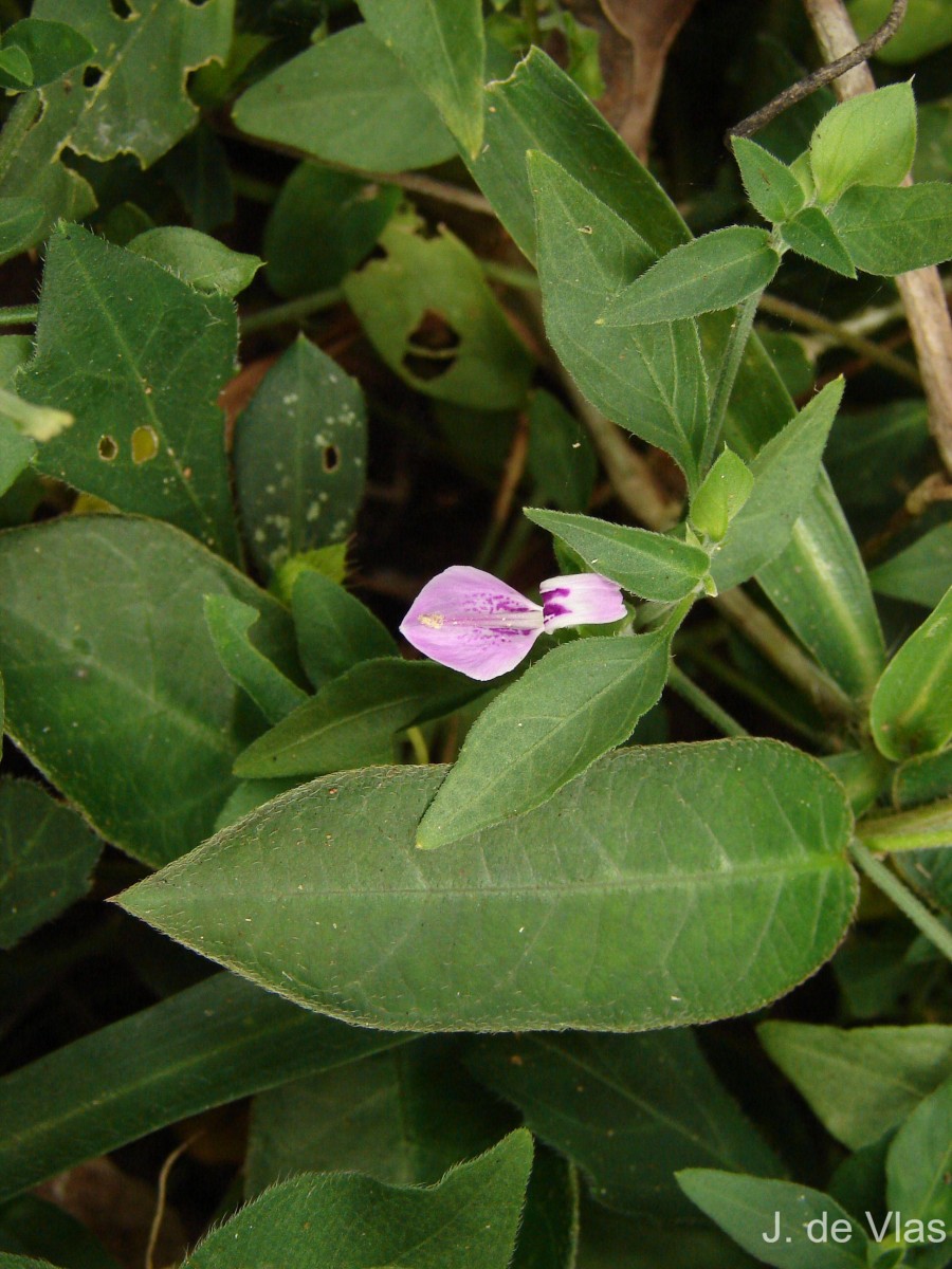 Dicliptera neesii (Trimen) L.H.Cramer